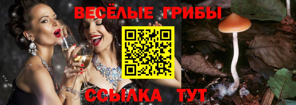 Торжок  как найти наркотики  Галлюциногенные грибы Psilocybe  Вход с VPN  Псилоцибиновые грибы Magic Shrooms 